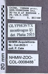 Etikette zu Glyphonyx montivagus (NHMW-ZOO-COL-0008488)